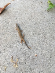 Elgaria multicarinata