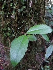 Laureliopsis philippiana