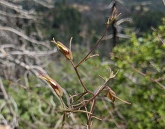 Cordylanthus tenuis brunneus