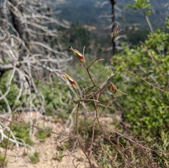 Cordylanthus tenuis brunneus