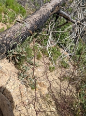 Cordylanthus tenuis brunneus