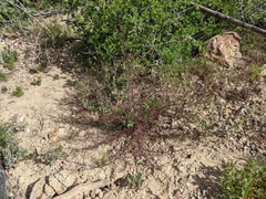 Cordylanthus tenuis brunneus