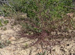 Cordylanthus tenuis brunneus