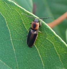 Megapenthes limbalis