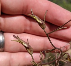 Cordylanthus tenuis brunneus