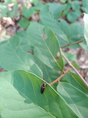 Megapenthes limbalis