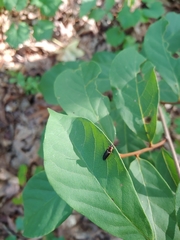 Megapenthes limbalis