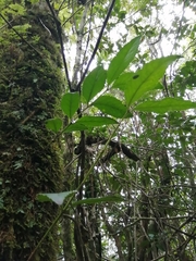 Laureliopsis philippiana