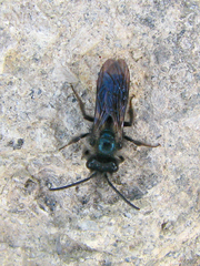 Andrena cerasifolii