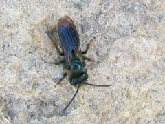 Andrena cerasifolii