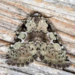 Leuconycta lepidula