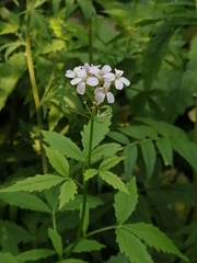 Cardamine macrophylla