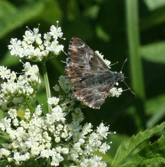 Muschampia floccifera