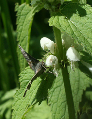 Muschampia floccifera