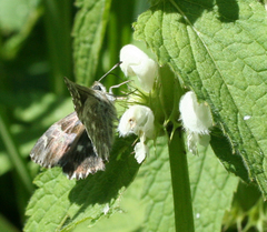 Muschampia floccifera