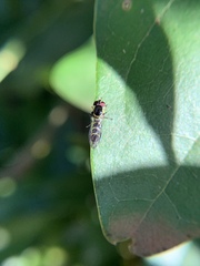 Allograpta alamacula