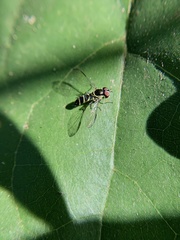 Allograpta alamacula