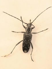 Sarosesthes fulminans