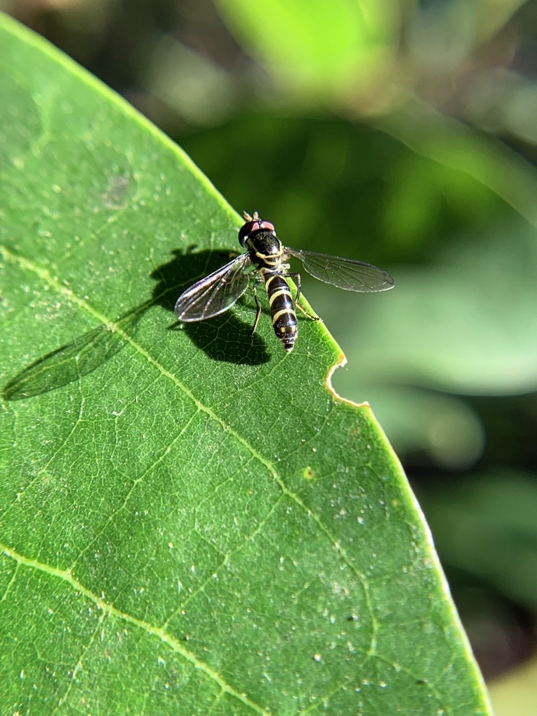Allograpta alamacula