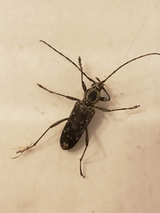 Sarosesthes fulminans