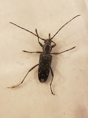 Sarosesthes fulminans