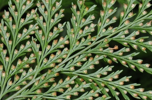 Davallia canariensis