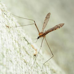 Neolimonia rara