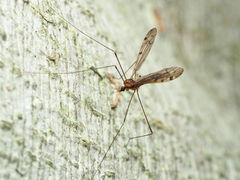 Neolimonia rara