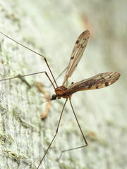 Neolimonia rara