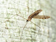 Neolimonia rara