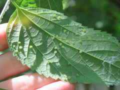 Celticecis acuminata