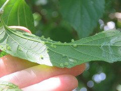 Celticecis acuminata