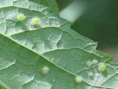 Celticecis acuminata