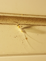 Leucrocuta maculipennis