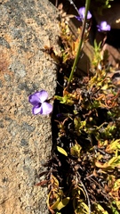 Viola decumbens scrotiformis