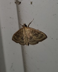 Crocidophora serratissimalis