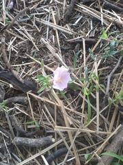 Oenothera tetraptera