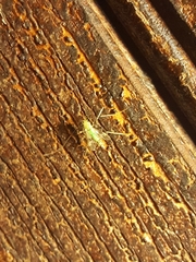 Stenochironomus hilaris