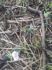 Oenothera tetraptera