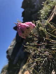 Erica glauca elegans