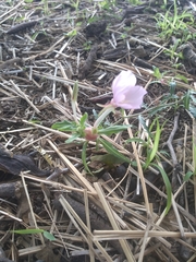 Oenothera tetraptera