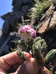 Erica glauca elegans