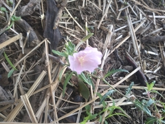 Oenothera tetraptera