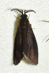 Cryptothelea gloverii