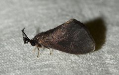 Cryptothelea gloverii