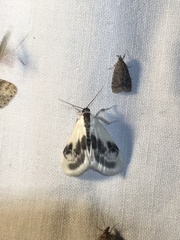 Cliniodes ostreonalis