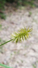 Cyperus hystricinus