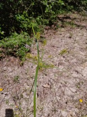 Cyperus hystricinus
