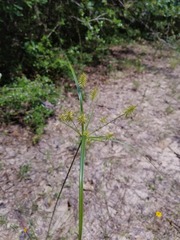 Cyperus hystricinus