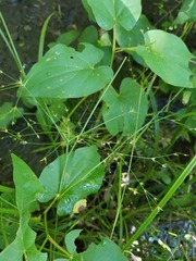 Juncus diffusissimus